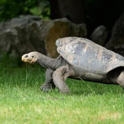Tak trochu jiné želvy v Zoo Praha