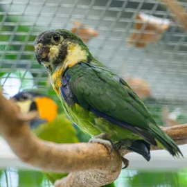 V Zoo Praha vyrůstá mládě "fíkových papoušků"