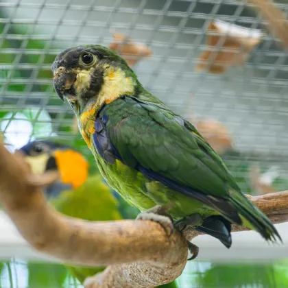 V Zoo Praha vyrůstá mládě "fíkových papoušků"