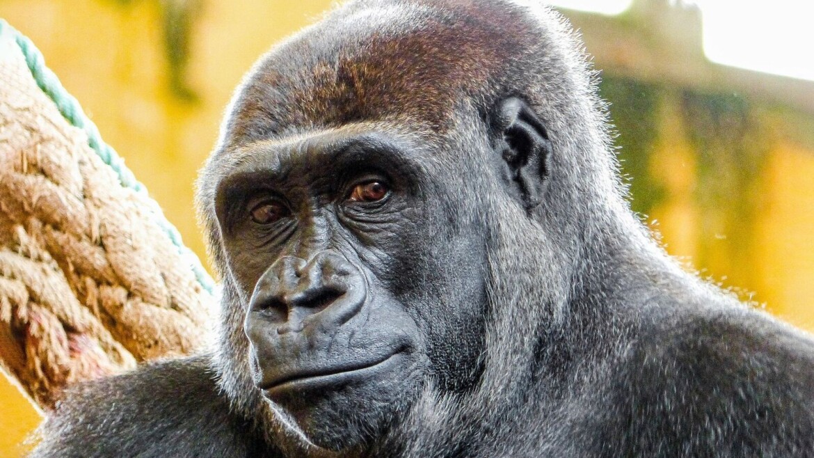 Gorilí samice Duni čeká potomka