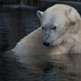 Smutná zpráva ze zoo. Zemřela Berta