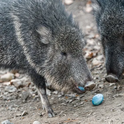 Velikonoční víkend v pražské zoo nabídne zábavu i dobrodružství pro celou rodinu