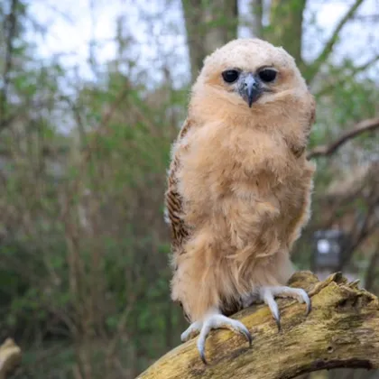 První Zoo na světě! Zoo Praha rozmnožila Ketupu Pelovu