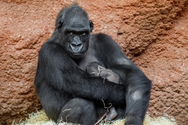 Dobré zprávy ze Zoo Praha: Gorilí samička Mobi má sourozence