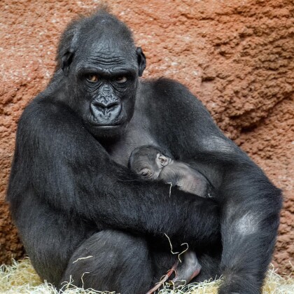 Dobré zprávy ze Zoo Praha: Gorilí samička Mobi má sourozence