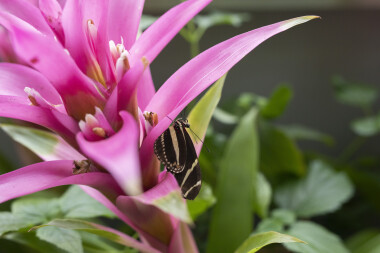 Pražští botanici připravují další druhy ohrožených rostlin pro navrácení do přírodních lokalit