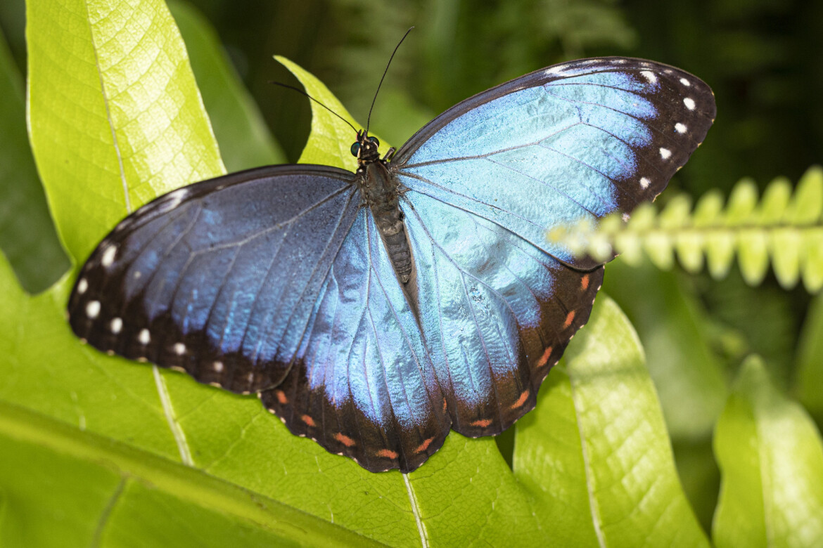Do botanické zahrady v Troji se opět slétají tropičtí motýli