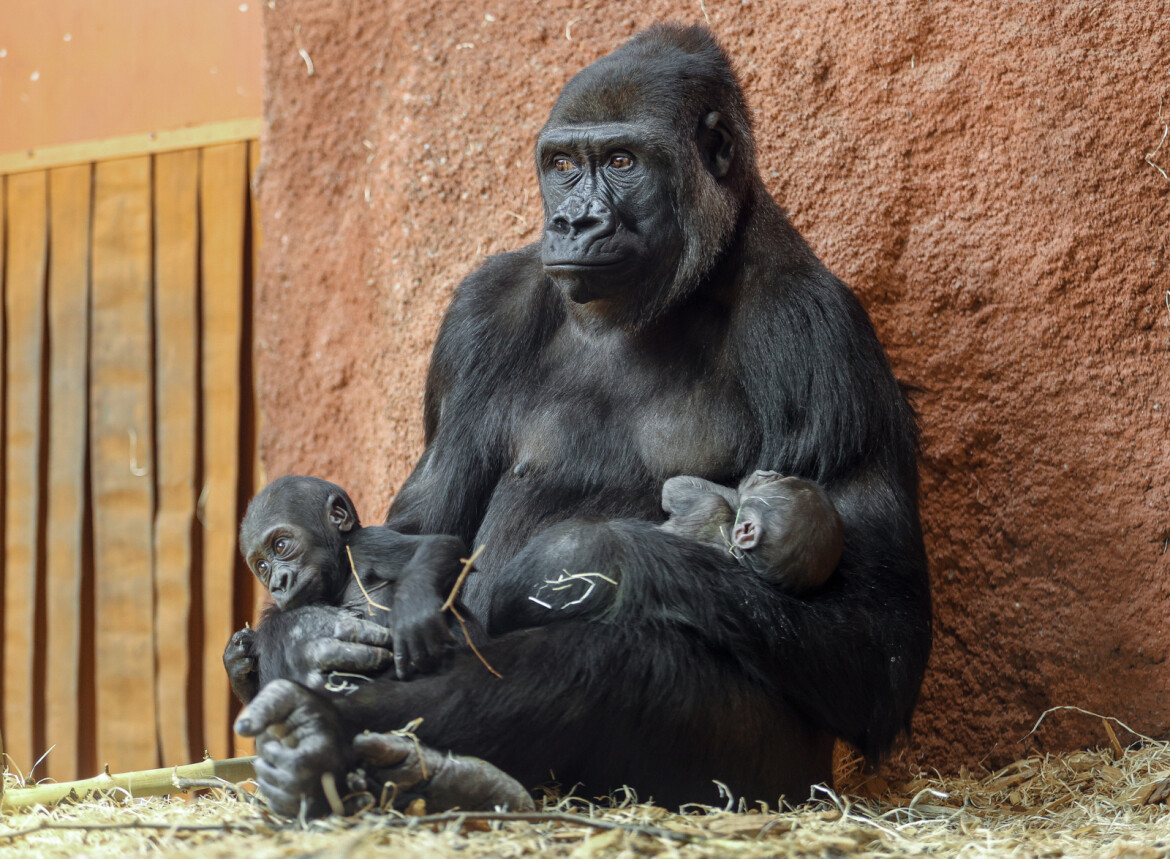 Dojemné foto ze Zoo Praha: Dvě gorilí mláďata v jedné náruči