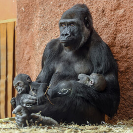 Dojemné foto ze Zoo Praha: Dvě gorilí mláďata v jedné náruči