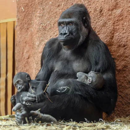 Dojemné foto ze Zoo Praha: Dvě gorilí mláďata v jedné náruči