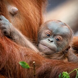 Děti do Zoo Praha za korunu a křest mláděte orangutana