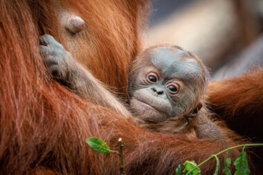 Děti do Zoo Praha za korunu a křest mláděte orangutana