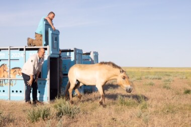 Zoo Praha vypustila první koně Převalského v Kazachstánu