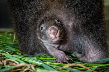 V pražské Zoo se narodilo první mládě Vombata v Česku