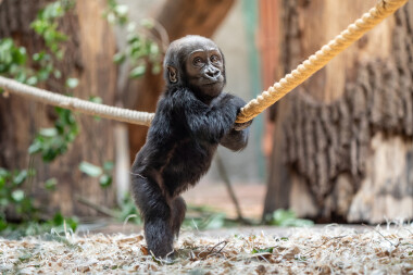 Mobi bude půl roku. Malá gorilka se učí chodit a zajímá se o svou sestru Gaiu
