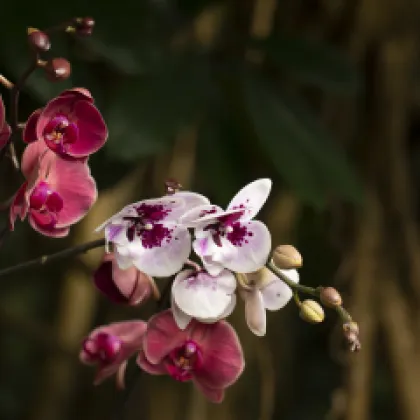 Orchideje v Botanické budou už začátkem března