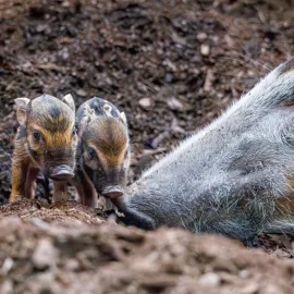V Zoo Praha se narodili štětkouni