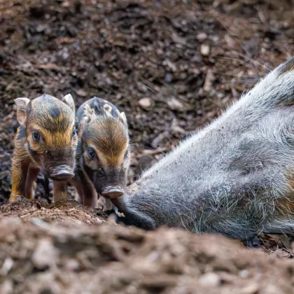 V Zoo Praha se narodili štětkouni