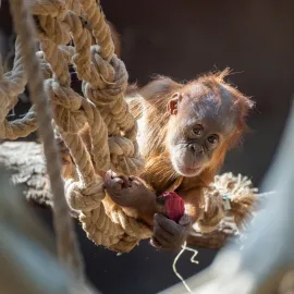Roční Harapan v ZOO Praha slaví, dostane dárky