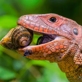 Dracény krokodýlovité &quot;šnekožravé&quot; v Zoo Praha