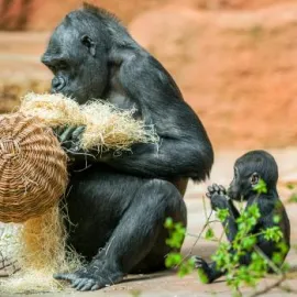 Nedělní Den matek v Zoo Praha