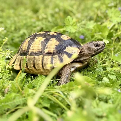 V parku Tusarova se zabydlely želvy