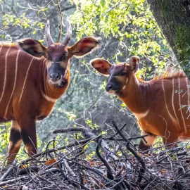 Víkend v ZOO Praha, v neděli vstup pro děti za korunu