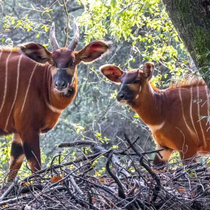 Víkend v ZOO Praha, v neděli vstup pro děti za korunu