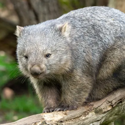 Wombatí sobota v Zoo Praha