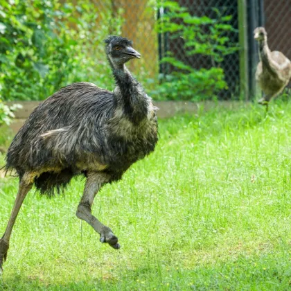 Dnes je Den otců, u zvířat vede Emu hnědý