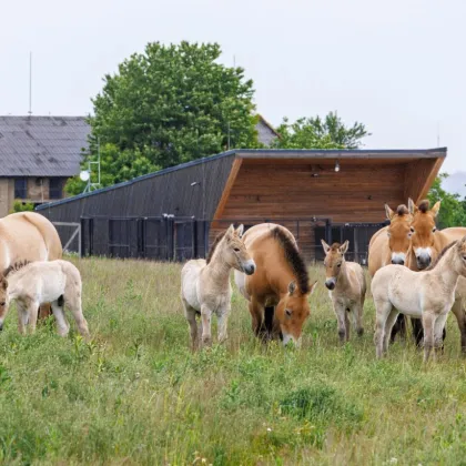 Hříbata na Dívčích hradech dostala mongolská jména