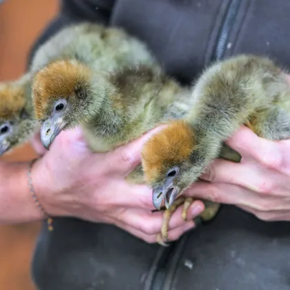 Zoo Praha odchovala čáji obojkové