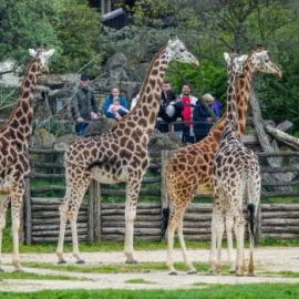 Světová den žiraf v pražské ZOO už dnes