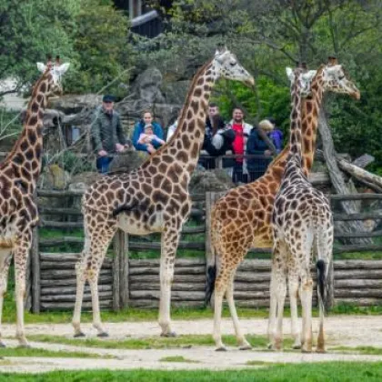 Světová den žiraf v pražské ZOO už dnes