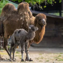 Jaký je život v Gobi? Ukáže neděle s velbloudy
