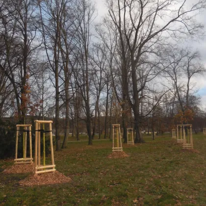 Projekt Milion stromů pokračuje