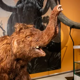 Pravěká dobrodružství Eduarda Štorcha – výstava pro milovníky literatury a archeologie