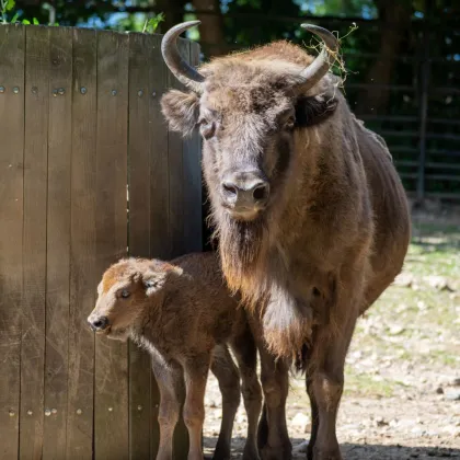 Mládě zubra po dramatickém porodu prospívá, Zoo hledá jméno