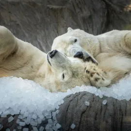 Zoo Praha pod ledem, poprvé v sezoně právě dnes