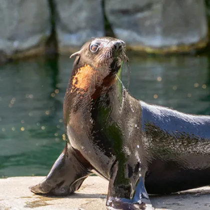 V Zoo Praha začala nová éra chovu lachtanů, dorazil Oslo