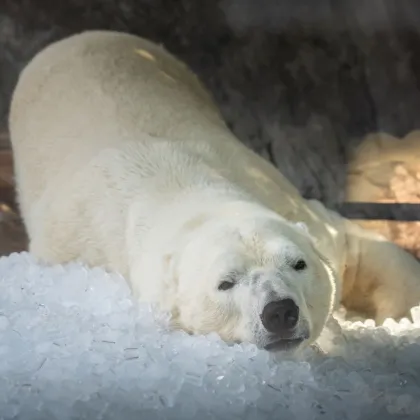 V horkých dnech se schladíme v ZOO za prázdninovou slevu