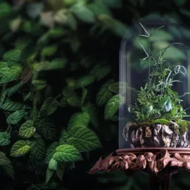 Fascinace rostlinami po celé léto v Botanické v Troji
