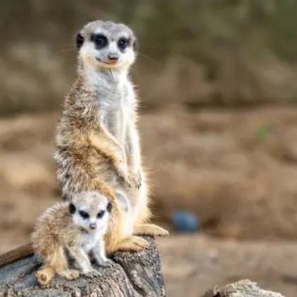 V Zoo Praha slavíme Světový den surikat