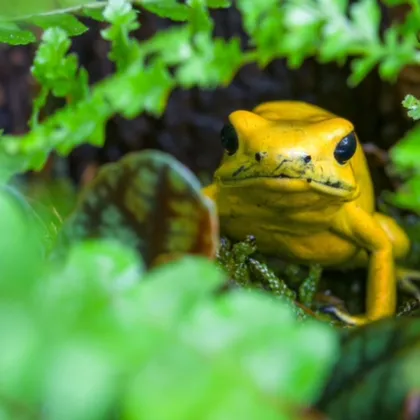 Brazílie v pražské ZOO