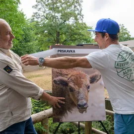 Zubří samička dostala jméno Prskavka