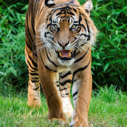 Nový obyvatel Zoo Praha - nádherný Achilles