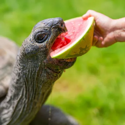 Melounové středy v Zoo Praha