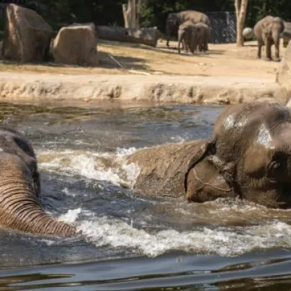Oslava dne slonů a prohlídky zázemí v Zoo Praha