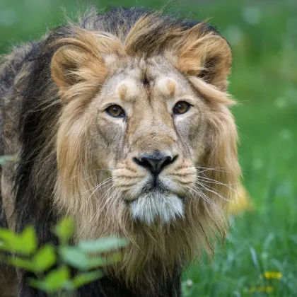 Dnes slaví lev indický, na program zve ZOO Praha