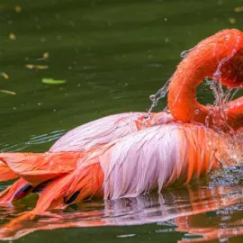 Vodní svět a opičí ostrovy, víkend v Zoo Praha